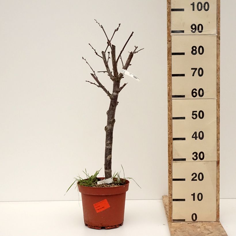 Spécimen de Cerisier Allegria Delbard - Prunus cerasus  - Pot de 7,5L/10L - 1014 tel que livré en hiver