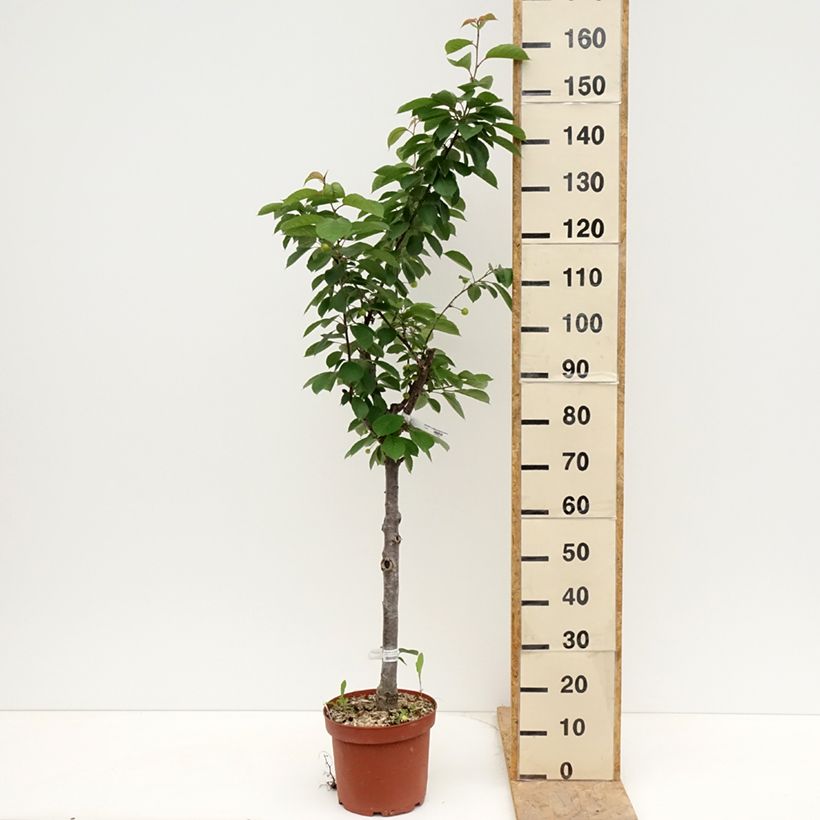 Spécimen de Cerisier Allegria Delbard - Prunus cerasus  Pot de 7,5L/10L, Gobelet tel que livré au printemps