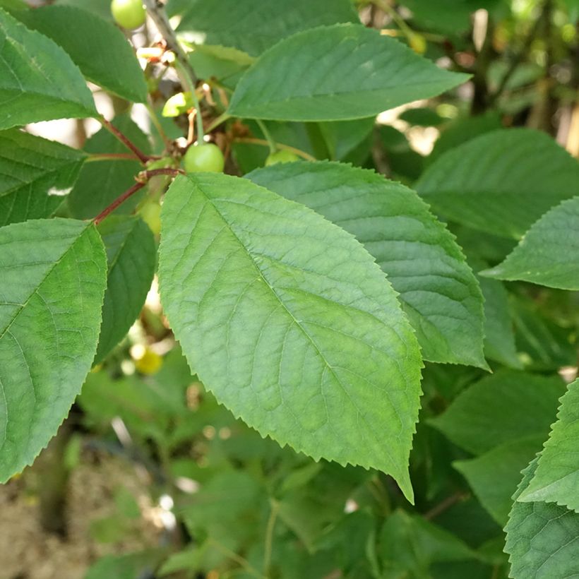 Cerisier Anglaise Hâtive - Prunus cerasus (Feuillage)