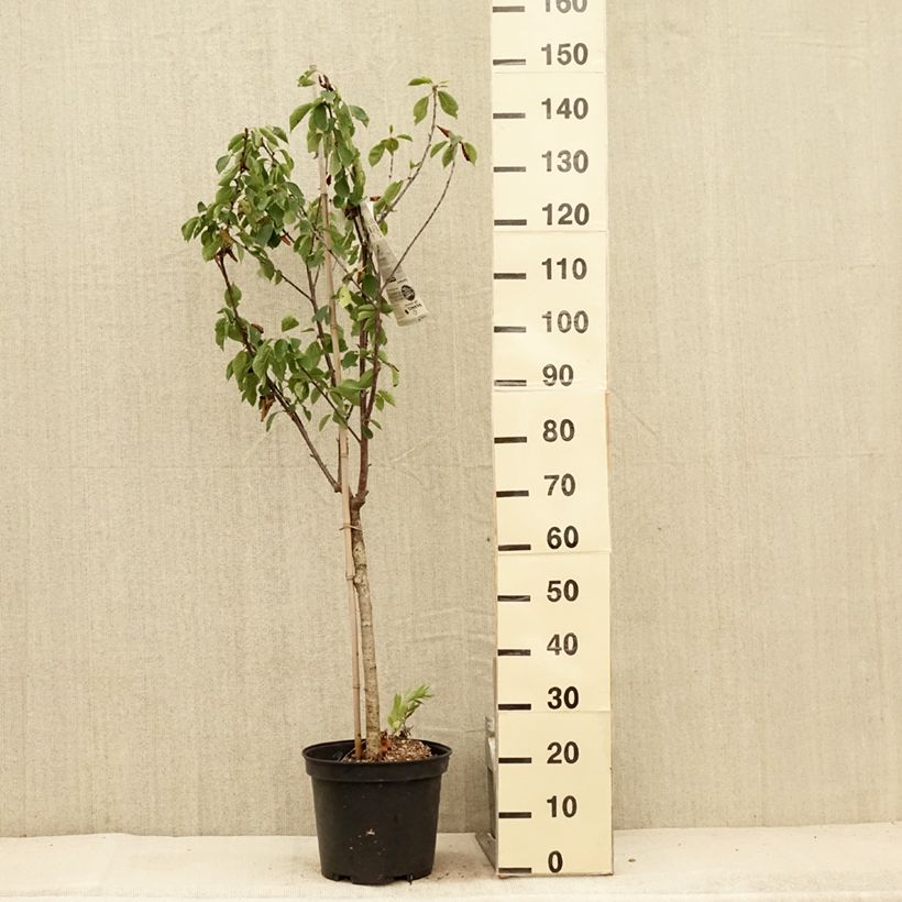 Spécimen de Cerisier Anglaise Hâtive - Prunus cerasus Pot de 7,5L/10L, Gobelet tel que livré en été