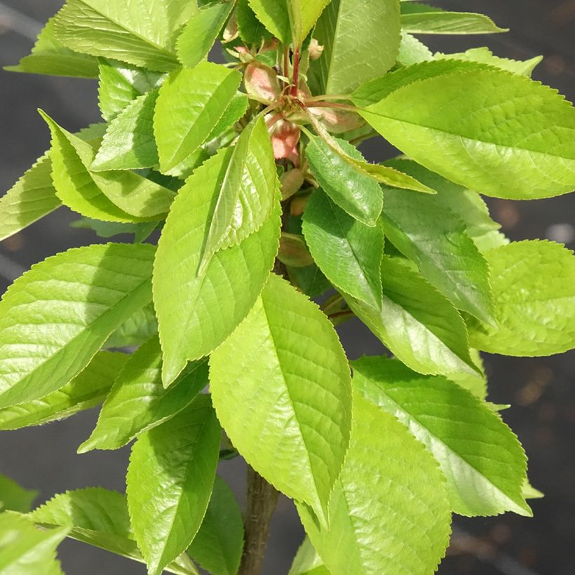 Cerisier Anglaise Hâtive - Prunus cerasus (Feuillage)
