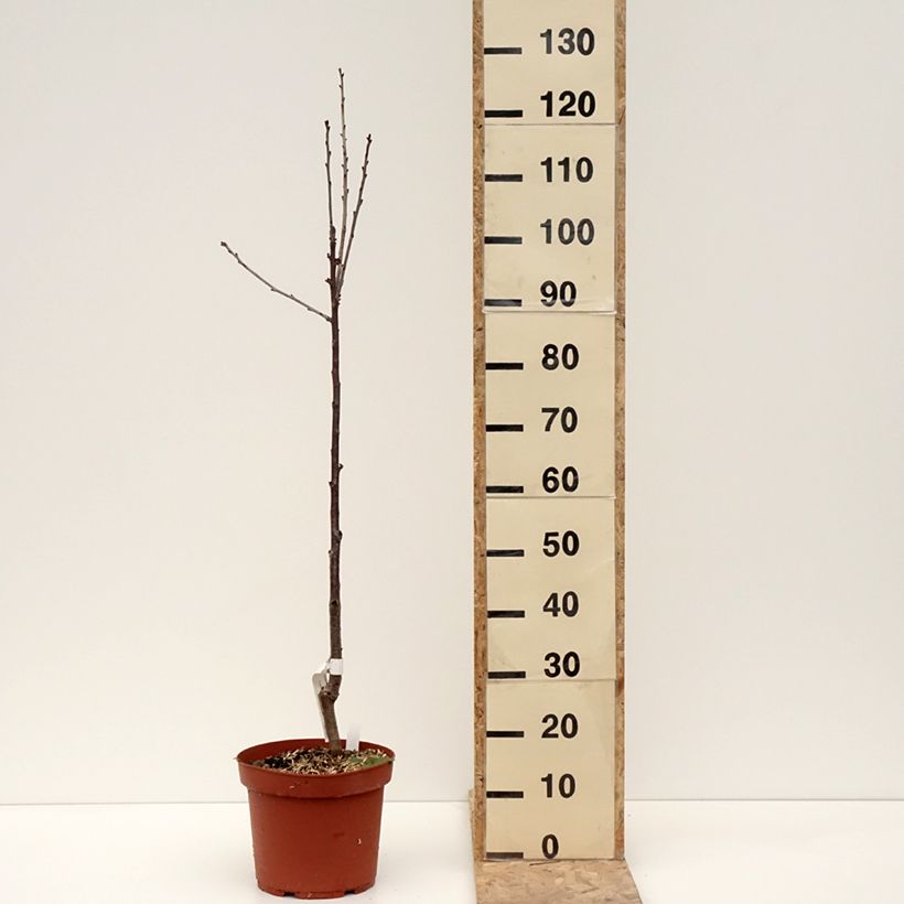 Spécimen de Cerisier Anglaise Hâtive - Prunus cerasus - Pot de 7,5L/10L - 1013 tel que livré en hiver