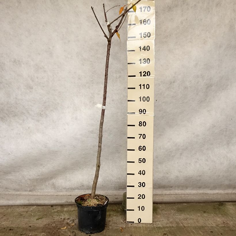 Spécimen de Cerisier bigarreau Bigalise - Georges Delbard Pot de 7,5L/10L, Demi-Tige tel que livré en automne