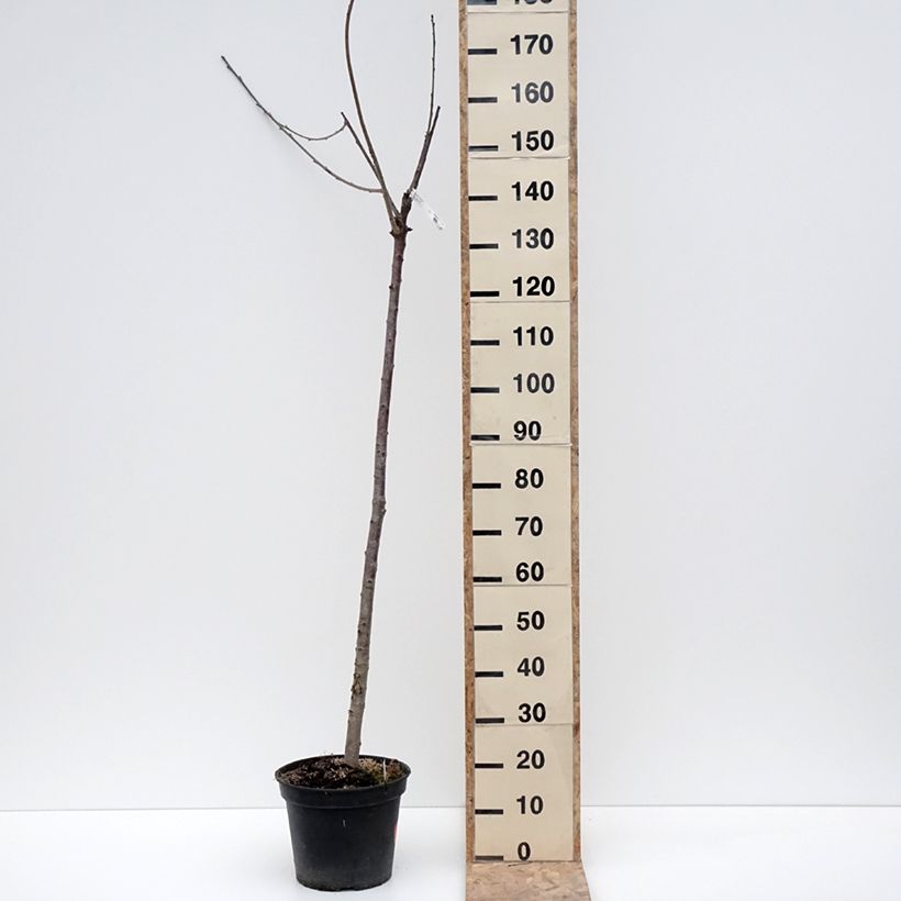Spécimen de Cerisier bigarreau Bigalise - Georges Delbard - Pot de 7,5L/10L - 1016 tel que livré en hiver