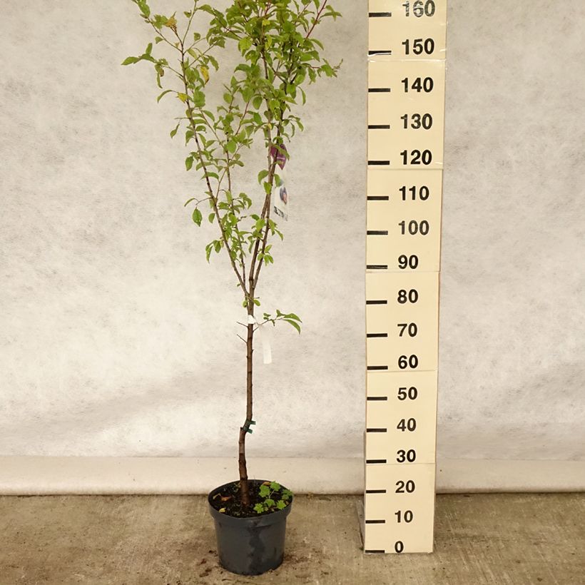 Spécimen de Cerisier Bigarreau Burlat Pot de 7,5L/10L, Gobelet tel que livré en été