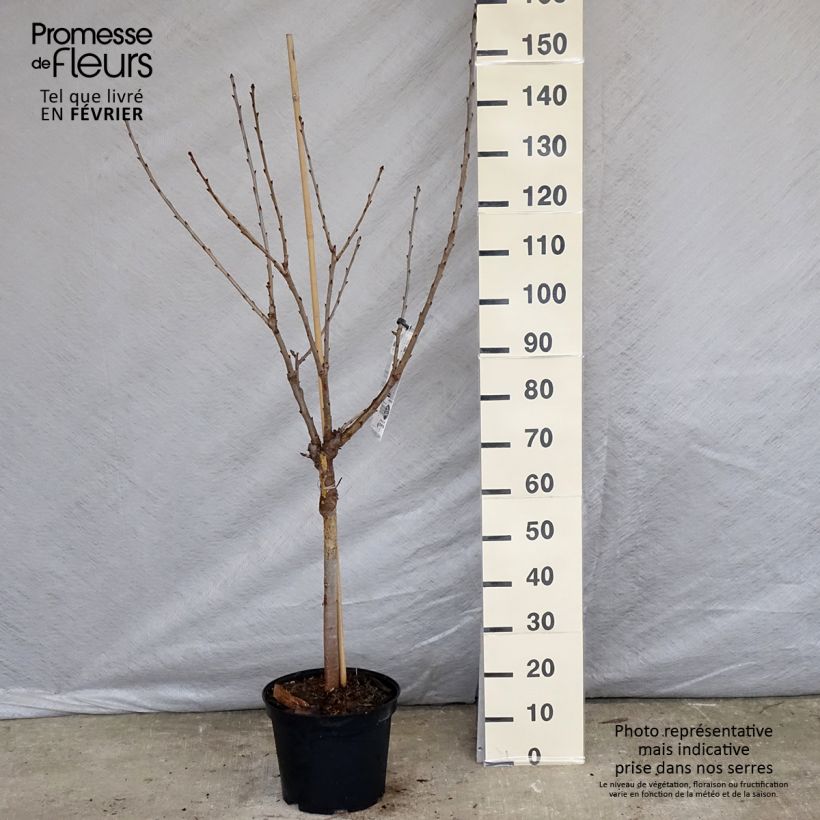 Spécimen de Cerisier Bigarreau Burlat tel que livré en hiver
