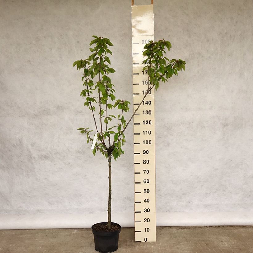 Spécimen de Cerisier Bigarreau Burlat Pot de 7,5L/10L, GobeletHauteur livrée env. 125/150cm tel que livré au printemps