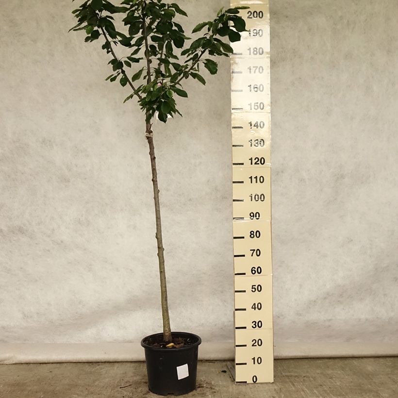Spécimen de Cerisier Bigarreau Burlat Pot de 10L, Demi-Tige, Demi-tigeHauteur livrée env. 140cm tel que livré en été