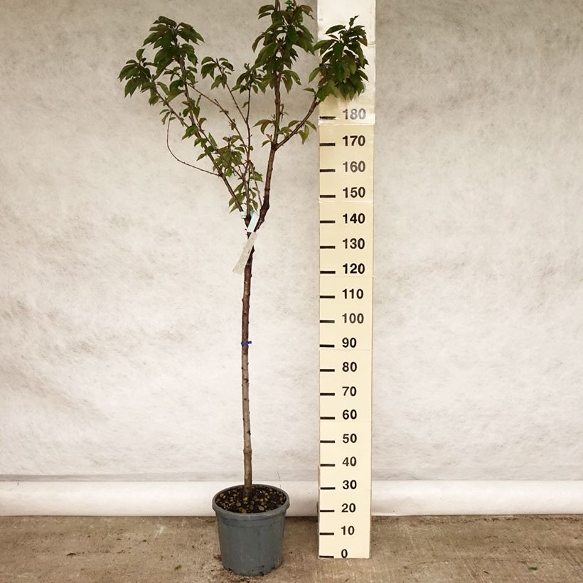 Spécimen de Cerisier Bigarreau Coeur de Pigeon - Demi-tige en pot de 7.5L/10L tel que livré au printemps