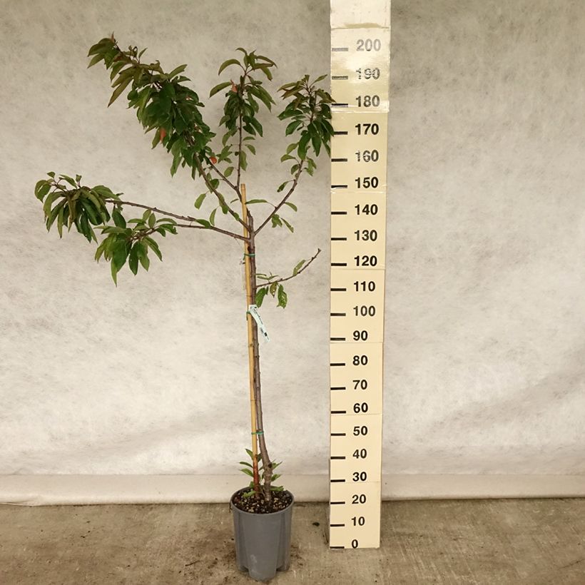 Spécimen de Cerisier Bigarreau Coeur de Pigeon Pot de 7,5L/10L, Gobelet tel que livré en été
