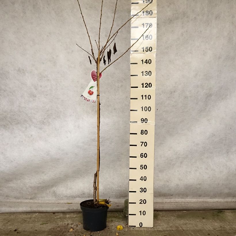 Spécimen de Cerisier Bigarreau Hedelfingen Pot de 7,5L/10L, Demi-Tige tel que livré en automne