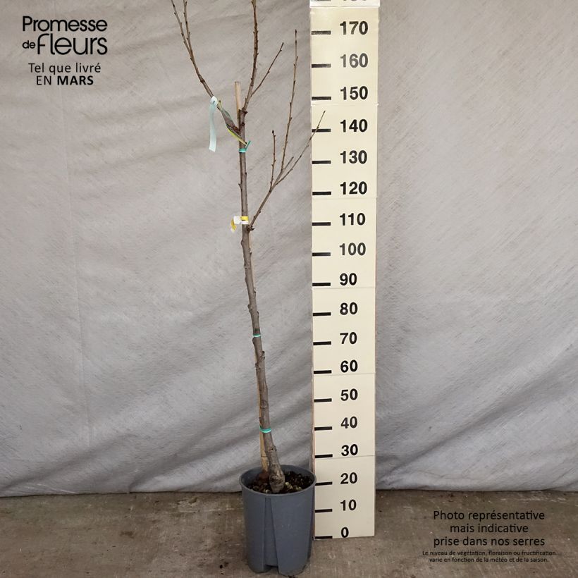 Spécimen de Cerisier Bigarreau Moreau - Prunus avium tel que livré au printemps