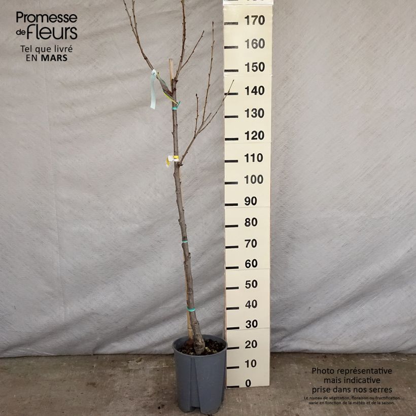Spécimen de Cerisier Bigarreau Moreau - Prunus avium Demi-tige en pot de 7,5l/10l tel que livré au printemps