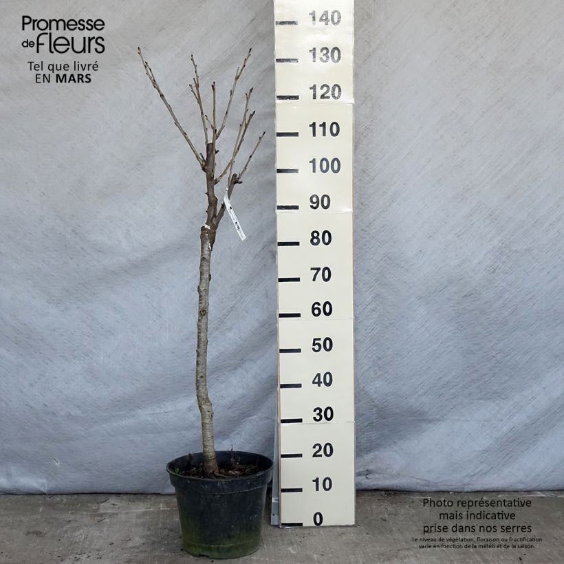 Spécimen de Cerisier Bigarreau Moreau - Prunus avium tel que livré au printemps