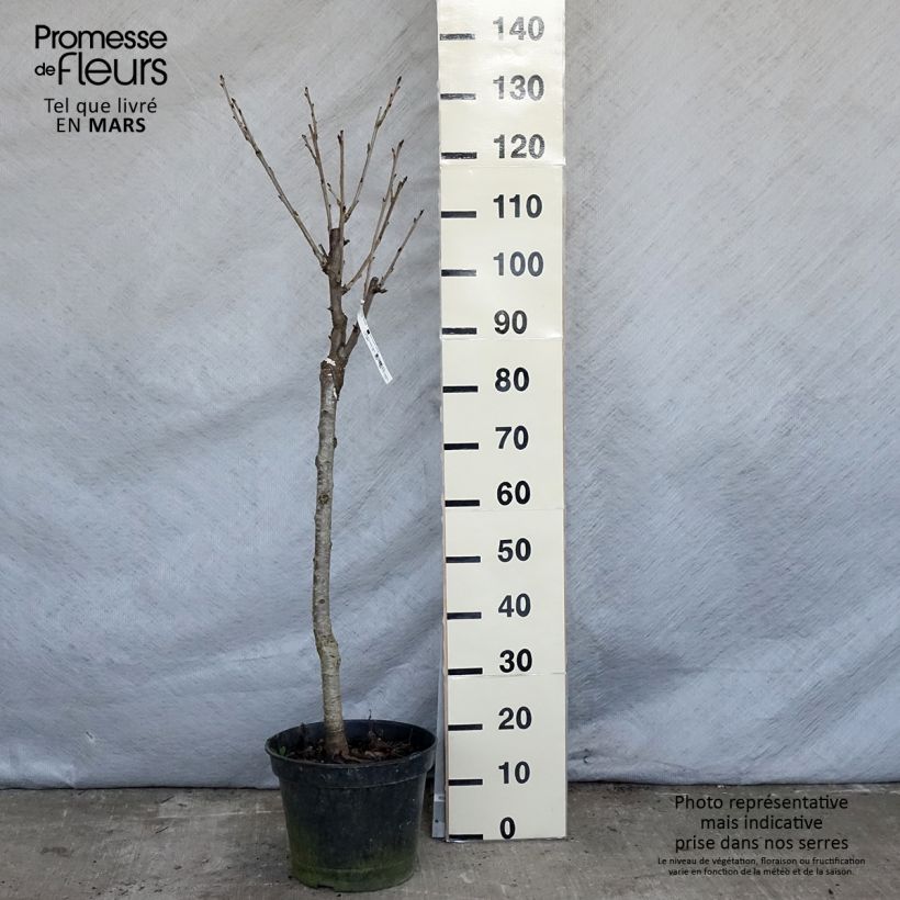 Spécimen de Cerisier Bigarreau Moreau - Prunus avium Gobelet en pot de 7,5l/10l tel que livré au printemps
