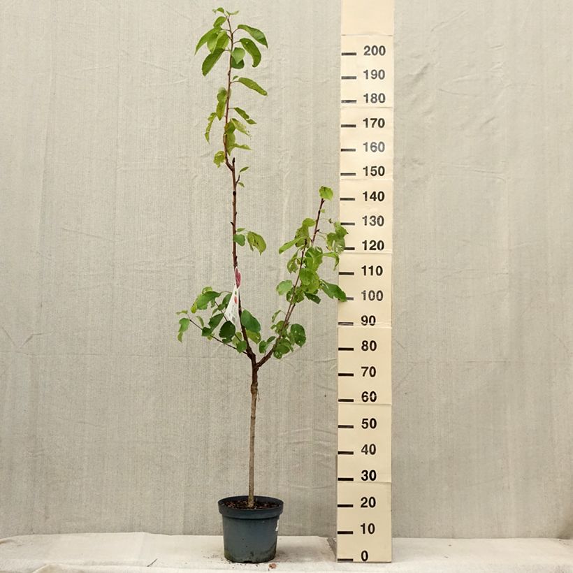 Spécimen de Cerisier Bigarreau Napoléon Pot de 7,5L/10L, Gobelet tel que livré en été