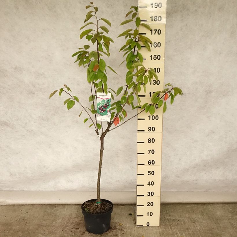 Spécimen de Cerisier Bigarreau Reverchon Pot de 7,5L/10L, Gobelet tel que livré en été