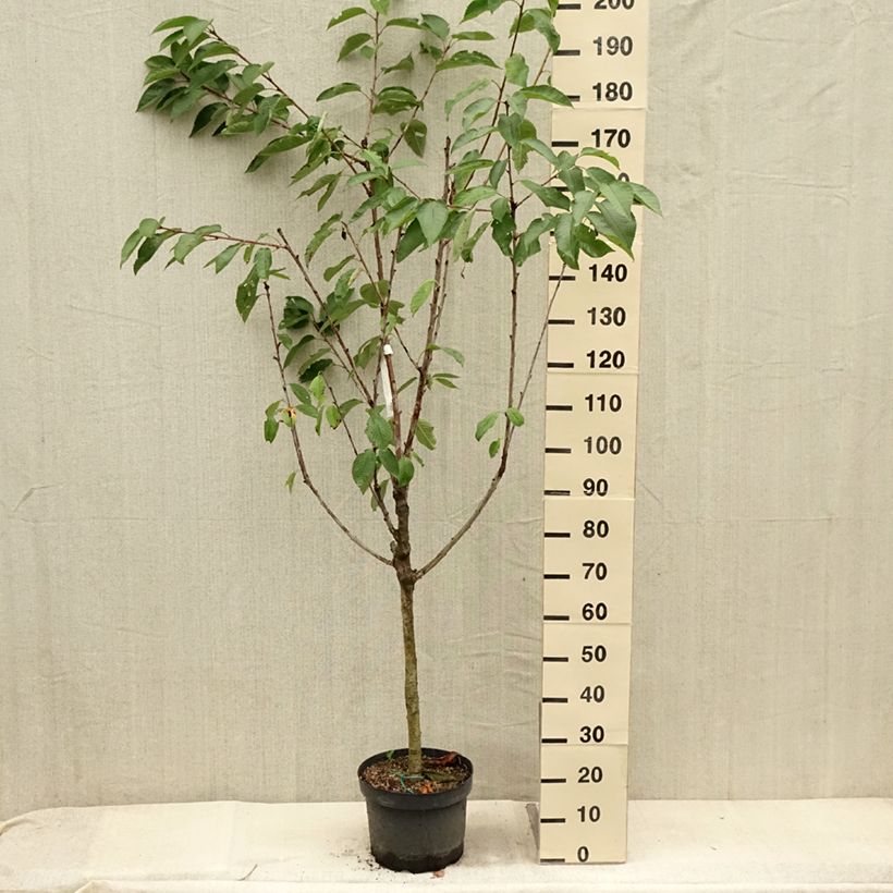 Spécimen de Cerisier Bigarreau Summit  Pot de 7,5L/10L, Gobelet tel que livré en été
