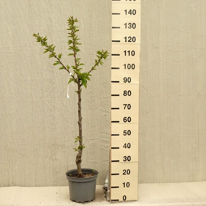 Spécimen de Cerisier Bigarreau Summit - Gobelet en pot de 10L tel que livré au printemps