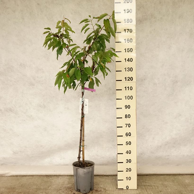 Spécimen de Cerisier Bigarreau Sunburst - Prunus cerasus Pot de 7,5L/10L, Demi-Tige tel que livré en été
