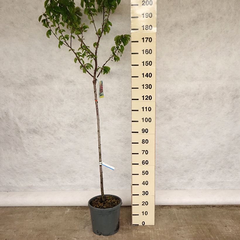 Spécimen de Cerisier Bigarreau Sunburst - Prunus cerasus Demi-tige en pot de 7,5l/10l tel que livré au printemps