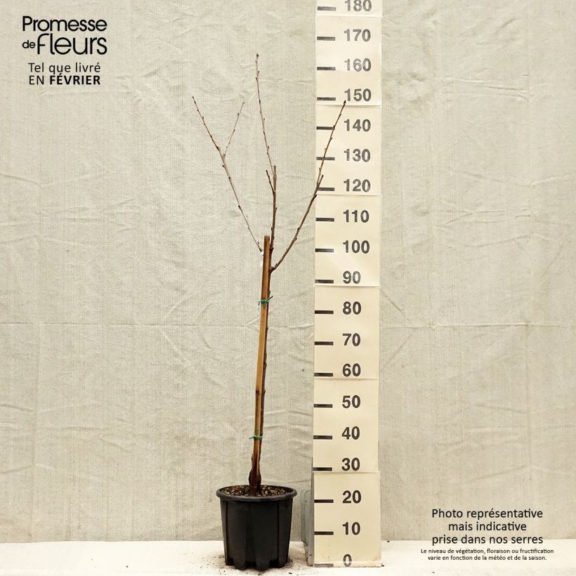 Spécimen de Cerisier Bigarreau Sweetheart - Gobelet en pot de 7,5L tel que livré en hiver