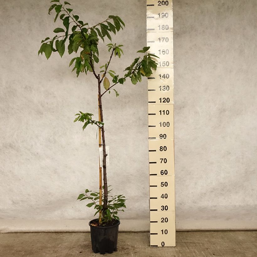 Spécimen de Cerisier Bigarreau Van Pot de 7,5L/10L, Demi-Tige tel que livré en été