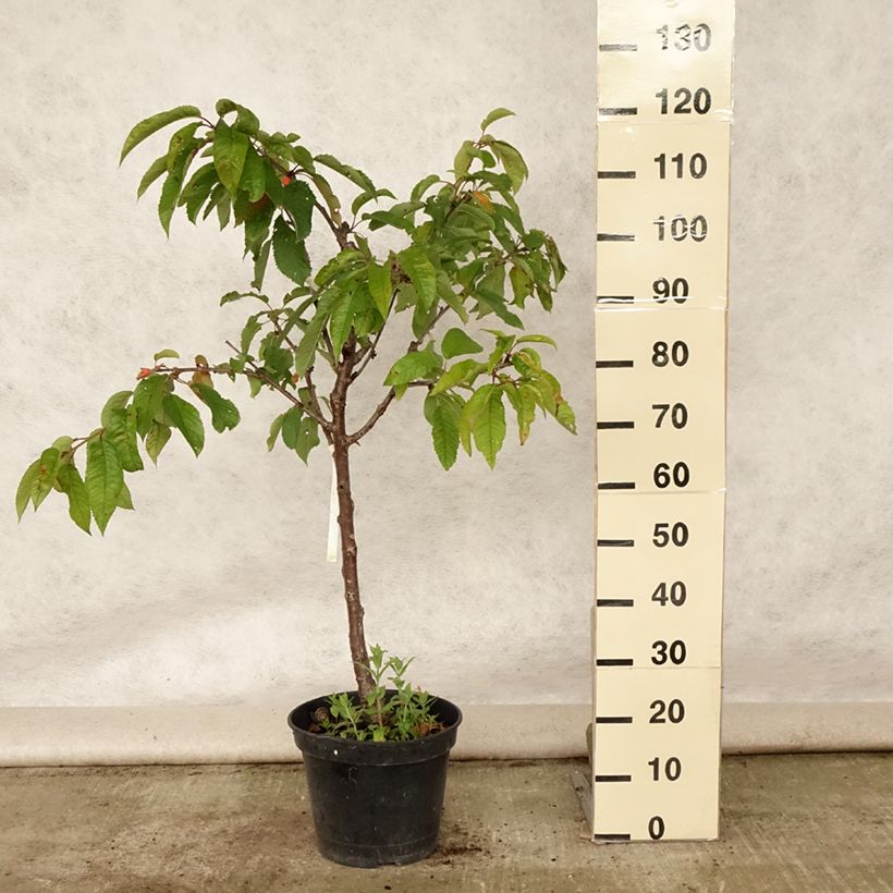 Spécimen de Cerisier Bigarreau Van Pot de 7,5L/10L, Gobelet tel que livré en été