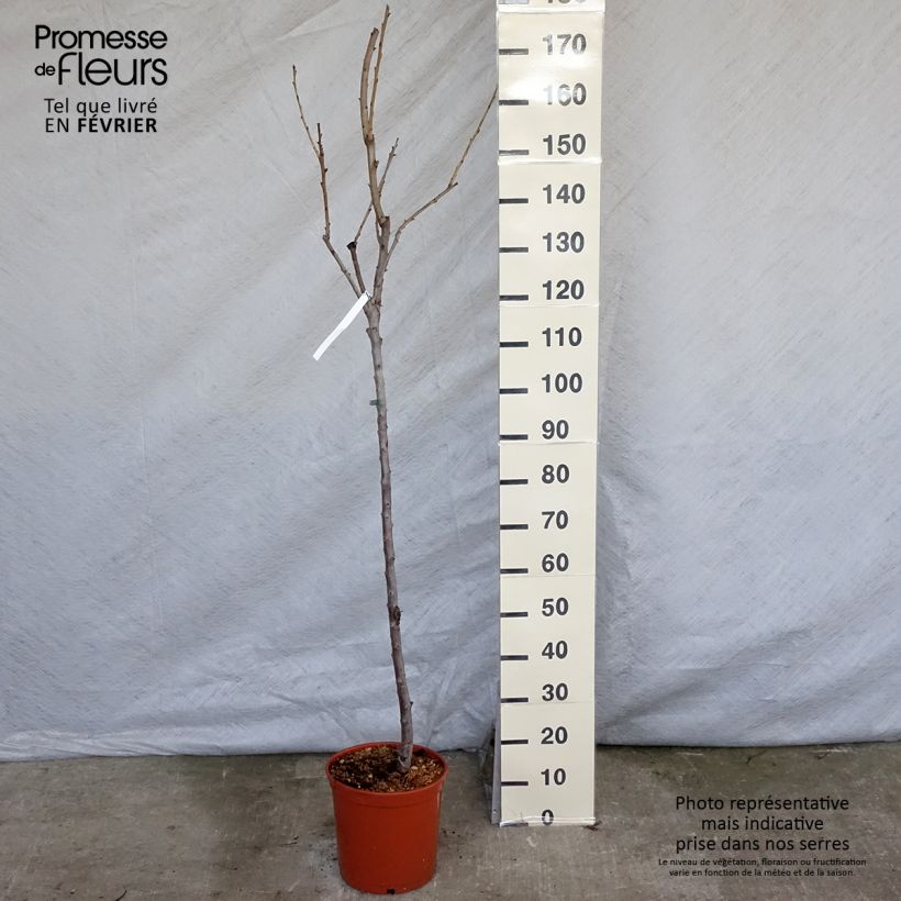 Spécimen de Cerisier Bigarreau Van tel que livré en hiver