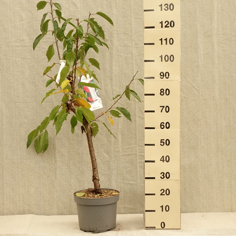Spécimen de Cerisier Belle Magnifique - Georges Delbard Pot de 7,5L/10L, Gobelet tel que livré en automne
