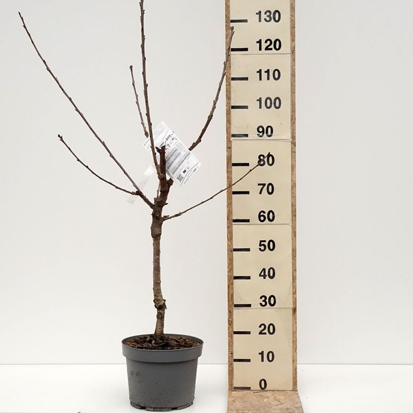 Spécimen de Cerisier Belle Magnifique - Georges Delbard Pot de 7,5L/10L, GobeletHauteur livrée env. 140/160cm tel que livré en hiver