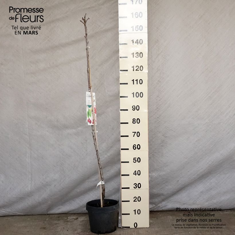 Spécimen de Cerisier colonnaire Hong Kong - Prunus cerasus Pot de 6L/7L tel que livré au printemps