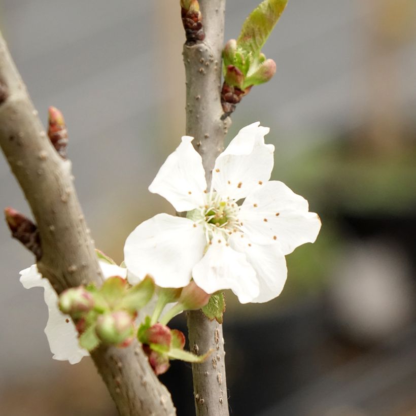 Cerisier colonnaire Sylvia - Cerisier nain (Floraison)