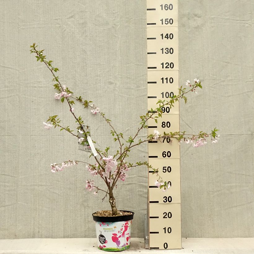 Spécimen de Cerisier du Japon - Prunus Accolade tel que livré au printemps
