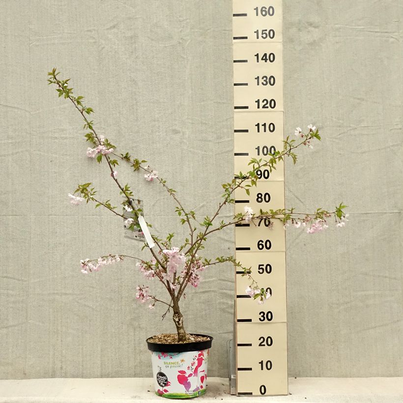 Spécimen de Cerisier du Japon - Prunus Accolade en pot de 10L tel que livré au printemps