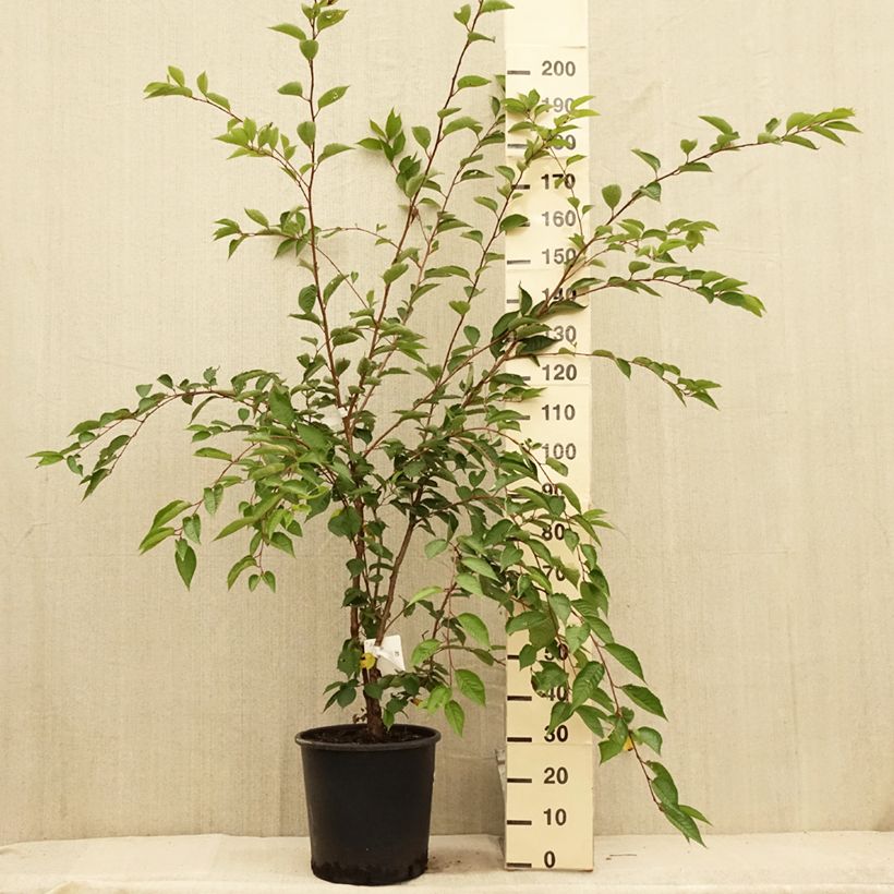 Spécimen de Cerisier du Japon - Prunus Accolade en pot de 18L/20L tel que livré en été