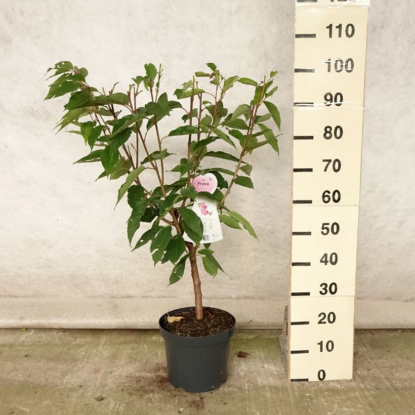 Spécimen de Cerisier à fleurs du Japon - Prunus serrulata Kanzan Pot de 7,5L/10LHauteur livrée env. 80/100cm tel que livré en été