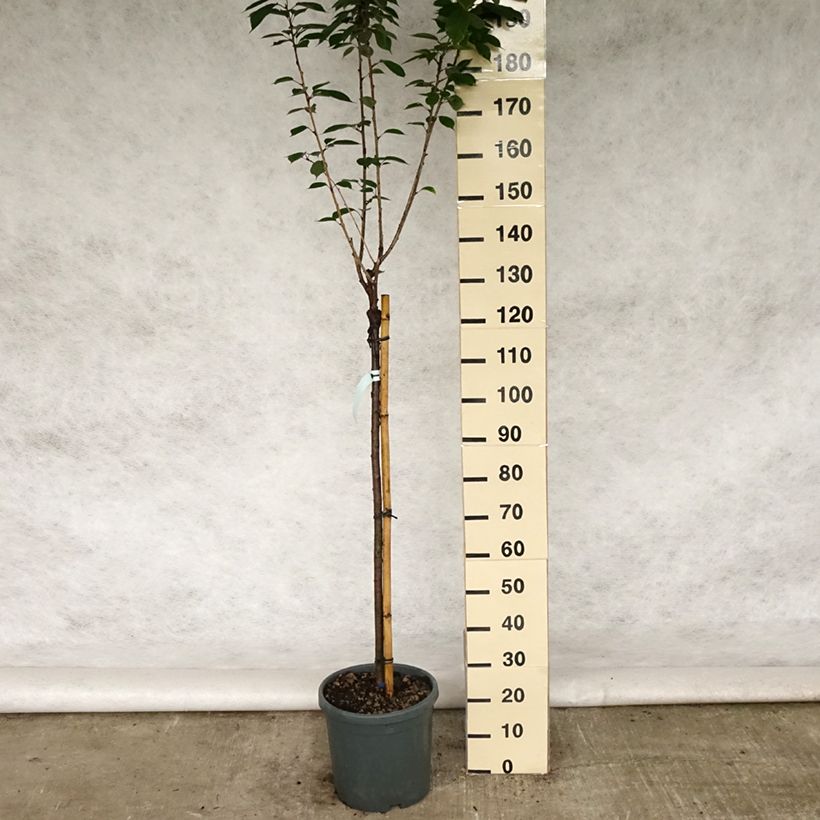 Spécimen de Cerisier à fleurs du Japon - Prunus serrulata Kanzan Pot de 7,5L/10LHauteur livrée env. 175/200cm tel que livré au printemps
