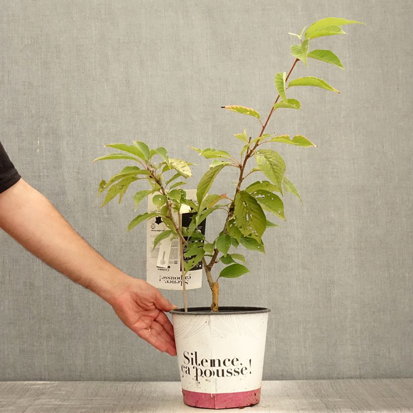 Spécimen de Cerisier à fleurs du Japon - Prunus serrulata Kanzan Pot de 4L/5L, Touffe tel que livré en été