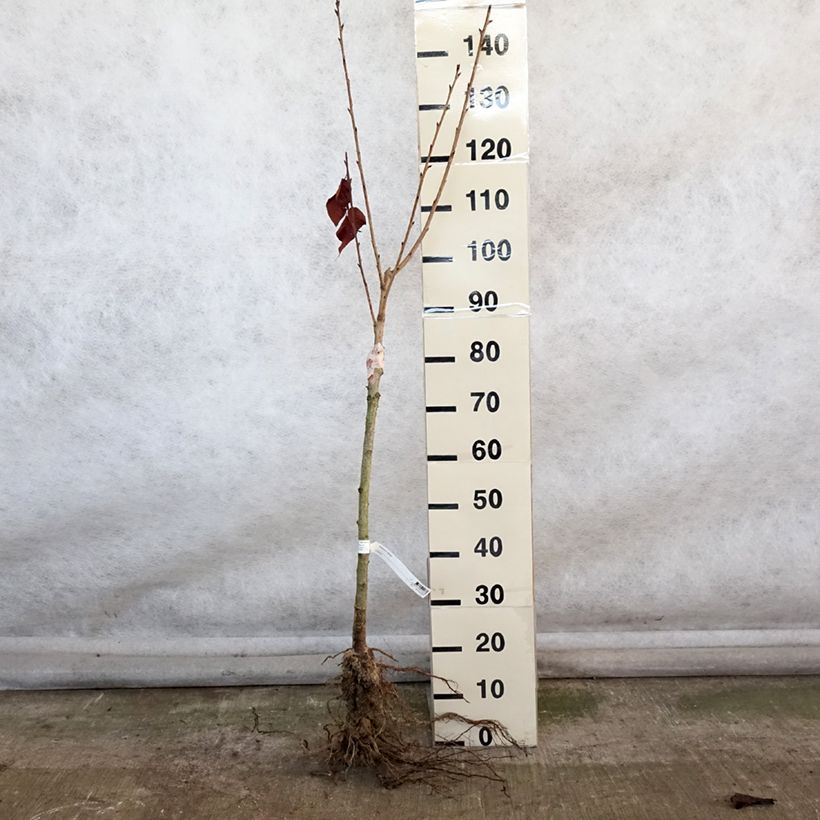 Spécimen de Cerisier à fleurs du Japon - Prunus serrulata Kanzan Petites Racines nuesHauteur livrée env. 80/100cm tel que livré en hiver