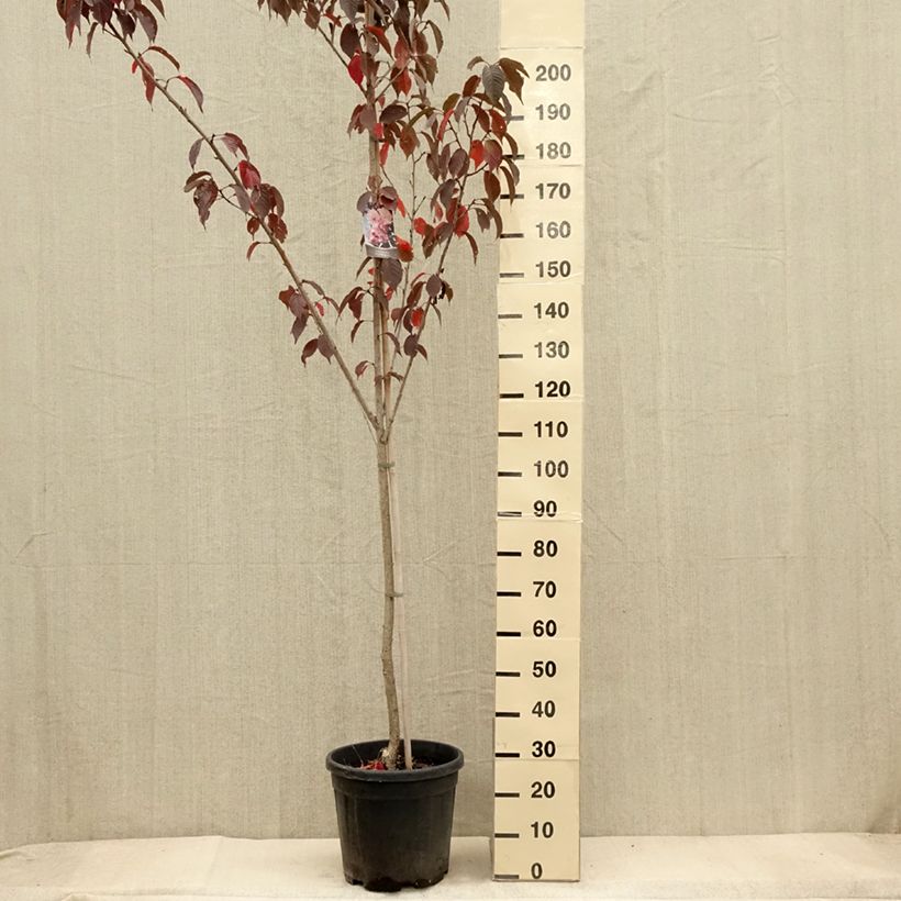 Spécimen de Cerisier du Japon - Prunus serrulata Royal Burgundy Pot de 12L/15L tel que livré en automne