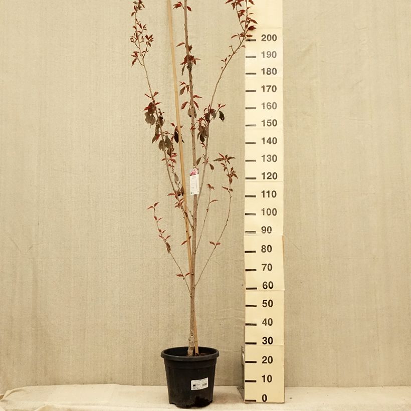 Spécimen de Cerisier du Japon - Prunus serrulata Royal Burgundy Pot de 12L/15L tel que livré en été
