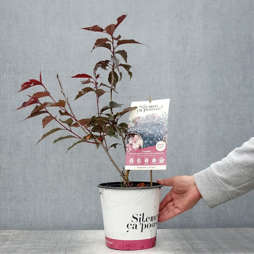 Spécimen de Cerisier du Japon - Prunus serrulata Royal Burgundy Pot de 4L/5L tel que livré en été