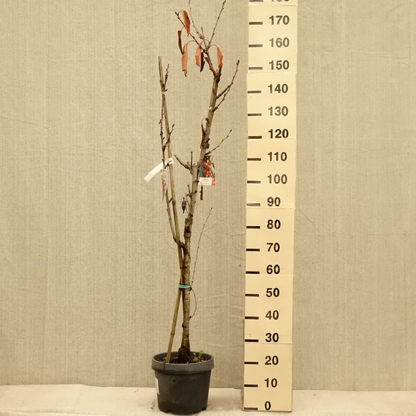 Spécimen de Cerisier Duo Hedelfingen et Napoleon Pot de 7,5L/10L tel que livré en automne