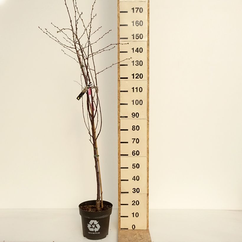 Spécimen de Cerisier Griottier Kelleriis 16 ou Morellenfeuer Bio - Pot de 4L/5L - bio - 1215 tel que livré au printemps