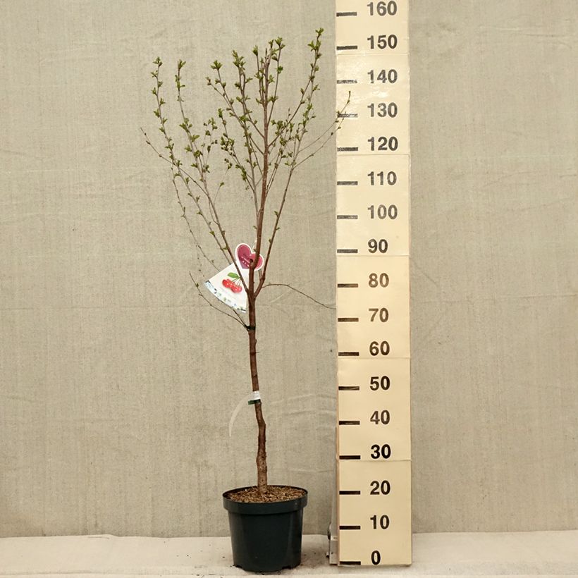Spécimen de Cerisier Kelleriis 16 - Prunus cerasus tel que livré au printemps