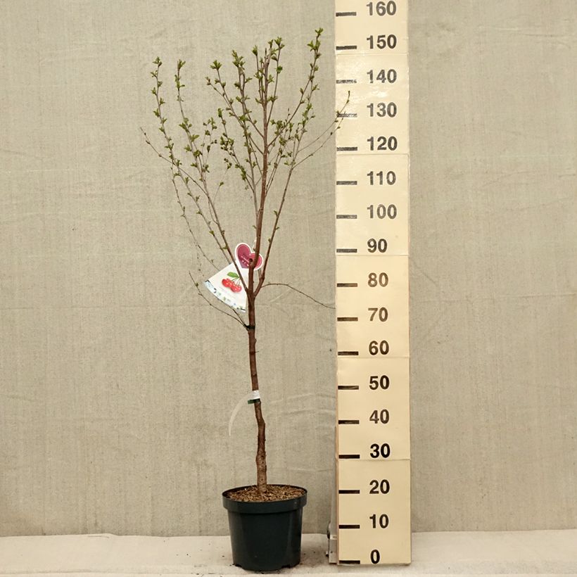 Spécimen de Cerisier Kelleriis 16 - Prunus cerasus en pot de 7.5/10L tel que livré au printemps