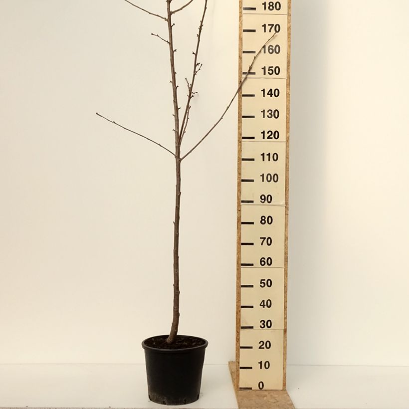 Spécimen de Cerisier Kordia - Prunus avium - Pot de 20L/25L - 1016 tel que livré en hiver