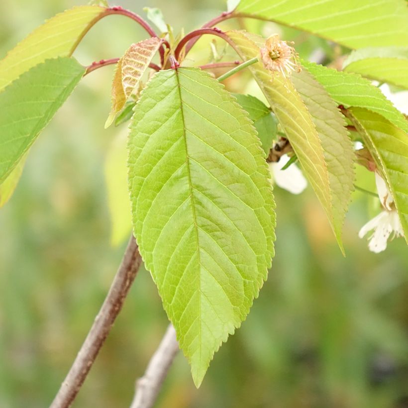 Cerisier Kunzego ou Kunzes Kirche - Prunus avium (Feuillage)