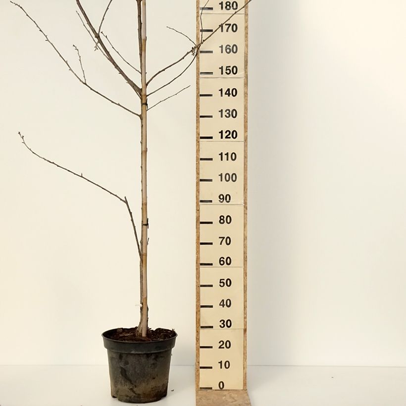Spécimen de Cerisier Kunzego ou Kunzes Kirche - Prunus avium  Pot de 20L/25L, Demi-TigeHauteur livrée env. 160/180cm tel que livré en hiver